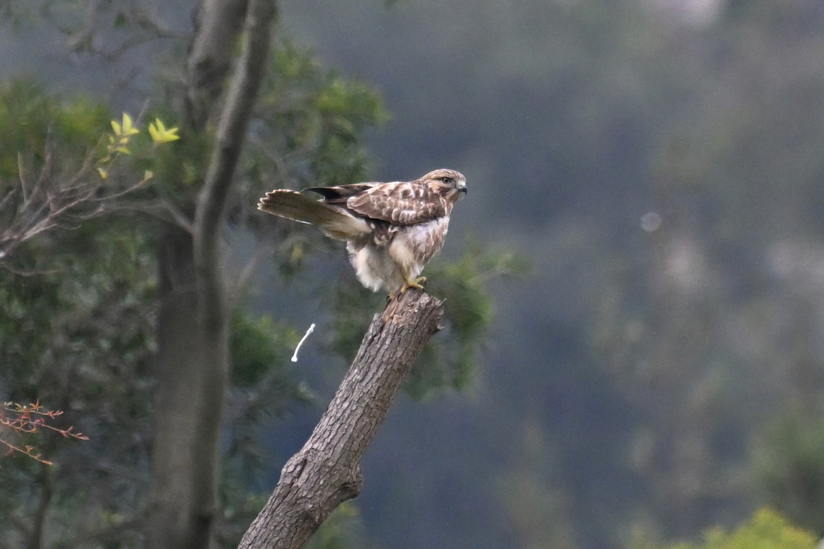 Eastern Buzzard - ML611218509