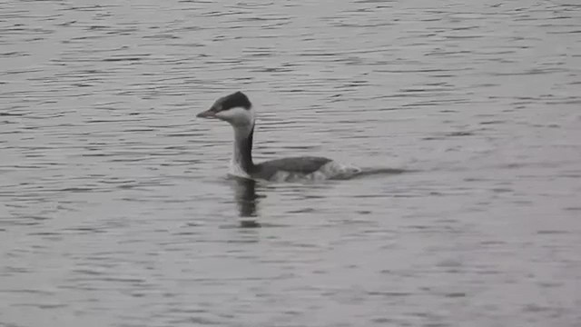 Horned Grebe - ML611218540