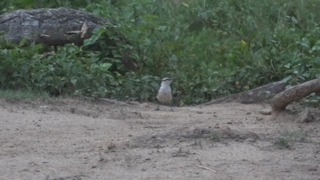 Bicolored Wren - ML611218549