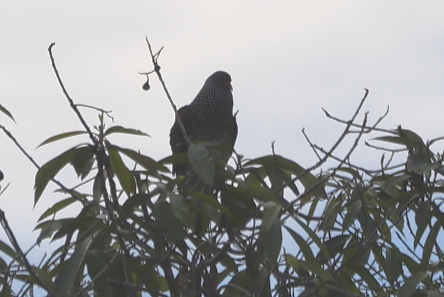 Scaled Pigeon - Keith Maley