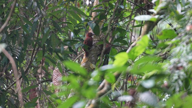 Rufous Woodpecker - ML611218570