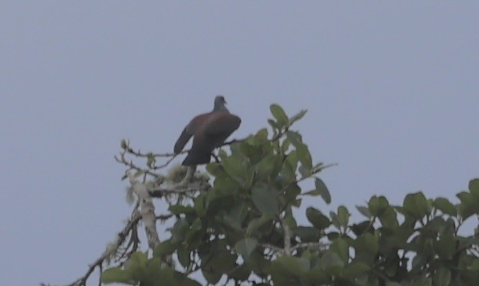 Scaled Pigeon - ML611218579