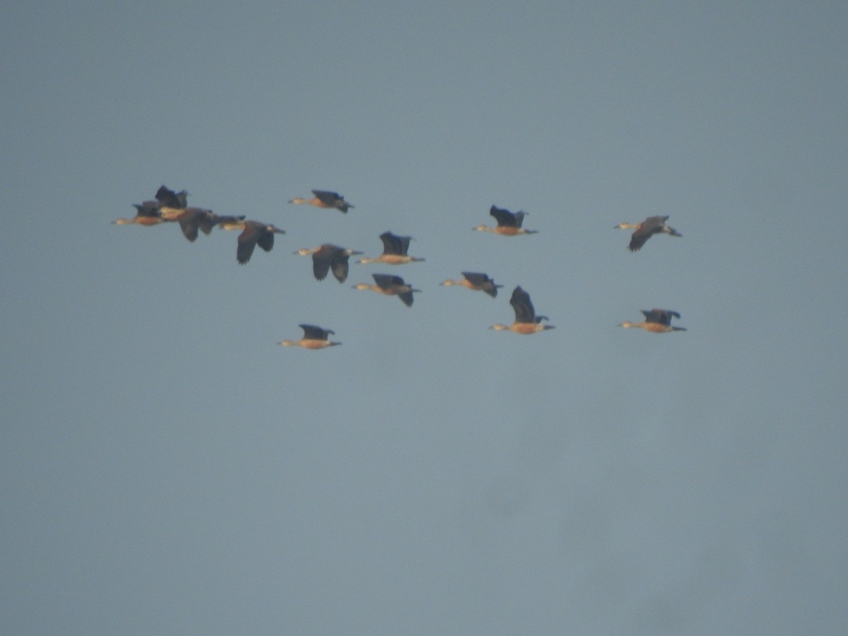 Lesser Whistling-Duck - Karle Pranav