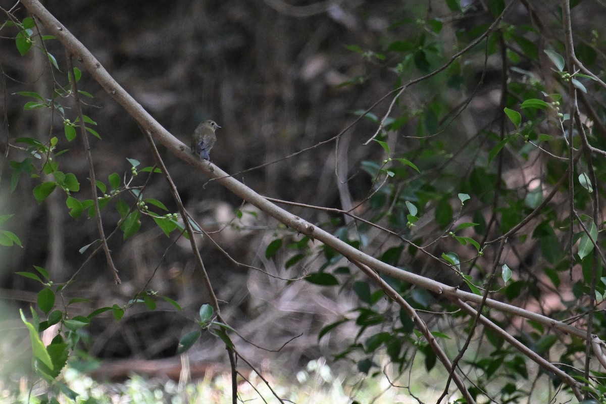 Red-flanked Bluetail - ML611218699