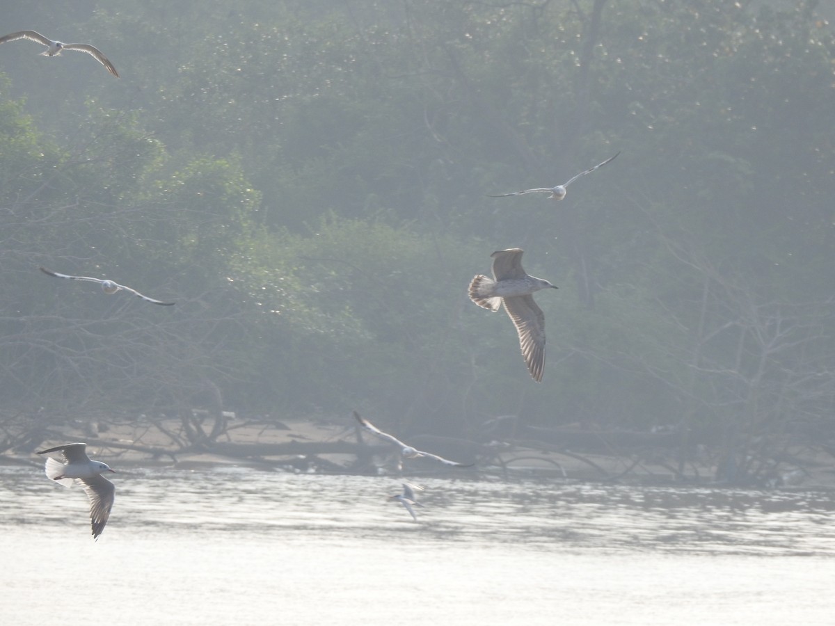 Lesser Black-backed Gull - ML611218707