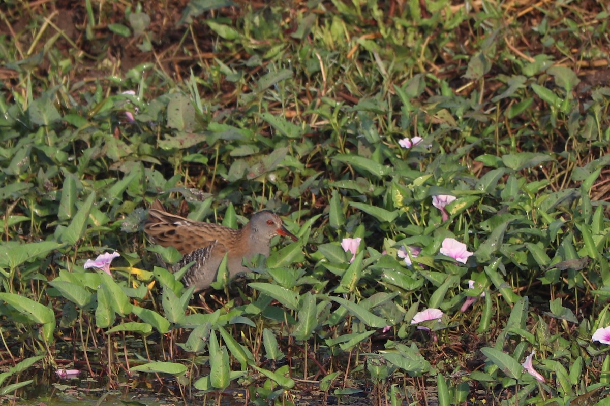 Water Rail - ML611218725