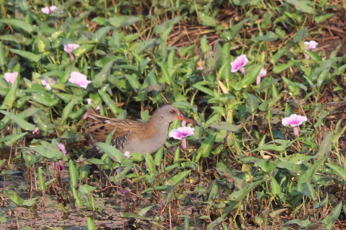 Water Rail - ML611218726