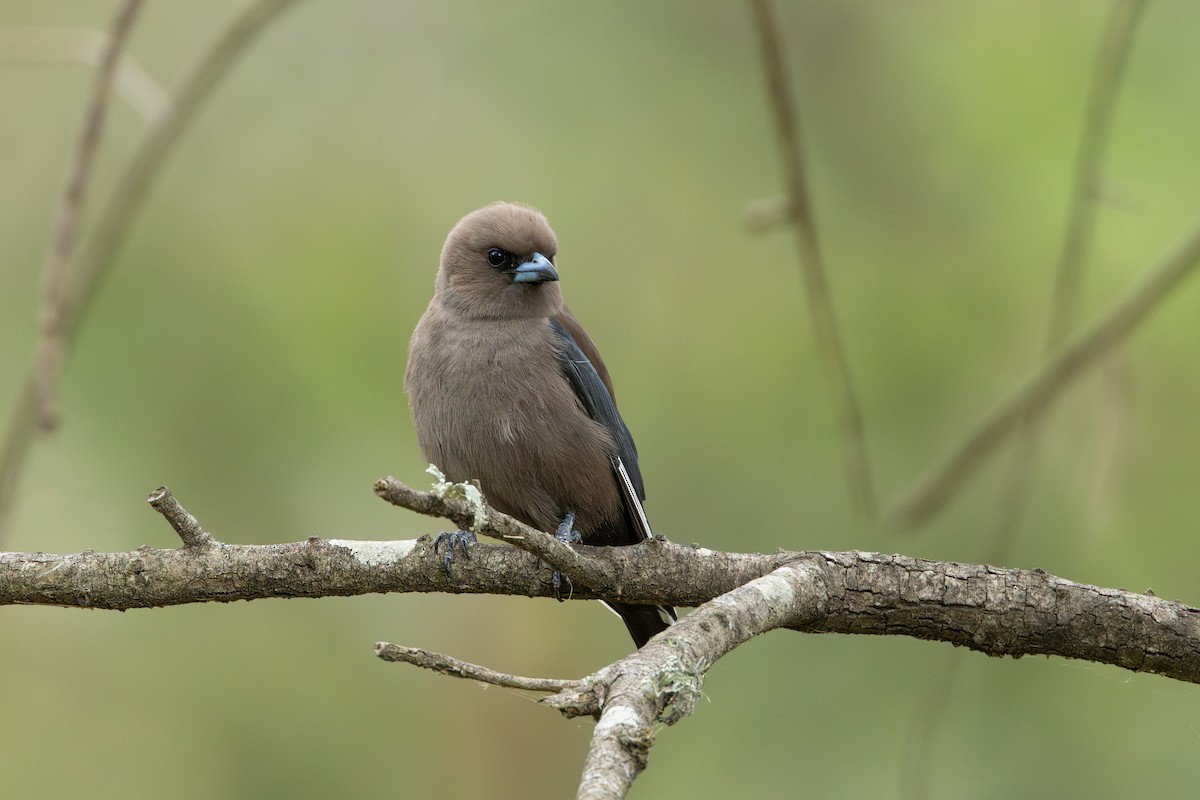 Dusky Woodswallow - ML611218736