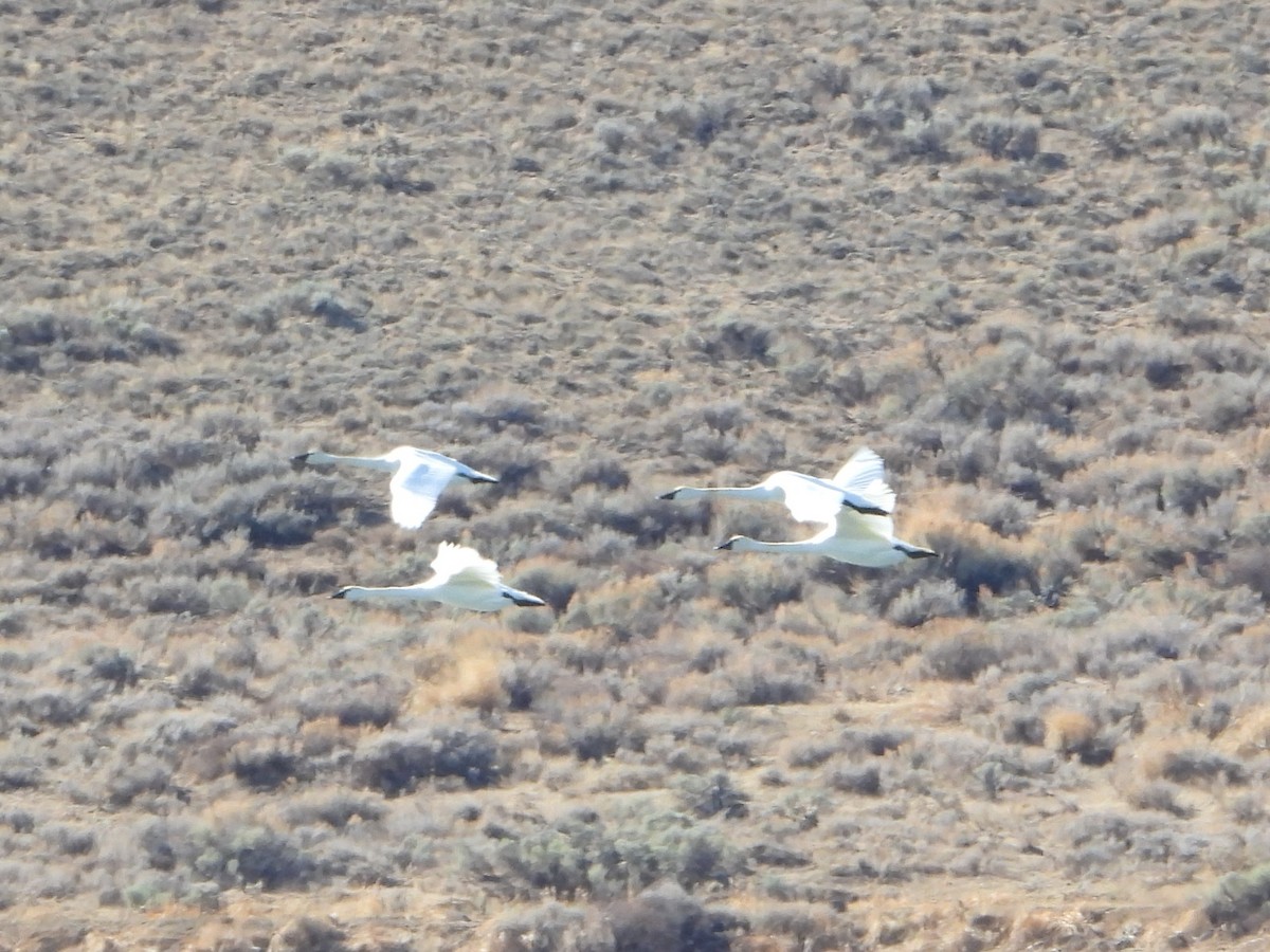 Tundra Swan - ML611218740