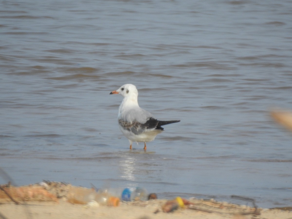 Brown-headed Gull - ML611218742