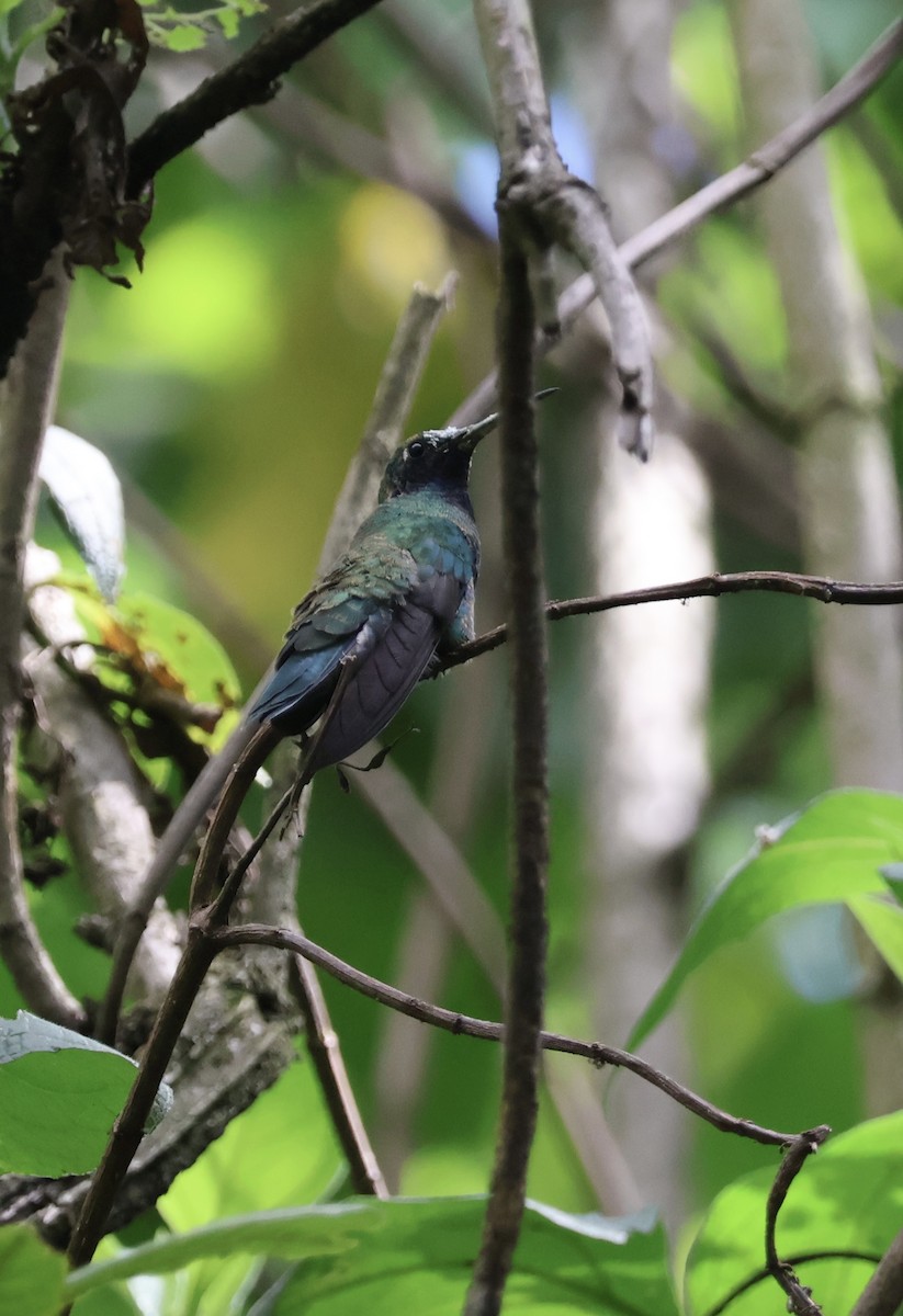 kolibřík modrolící - ML611218784
