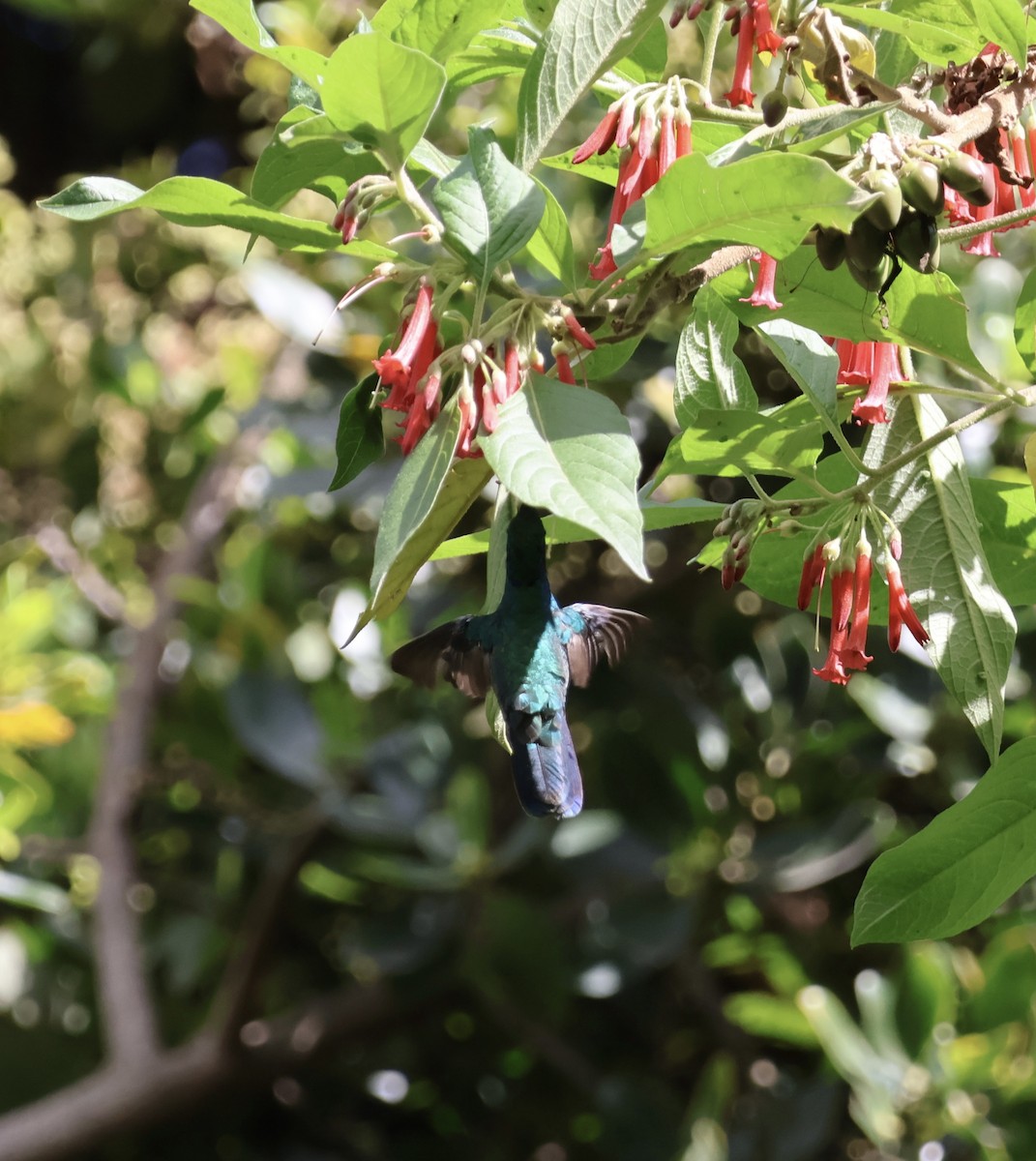 kolibřík modrolící - ML611218785