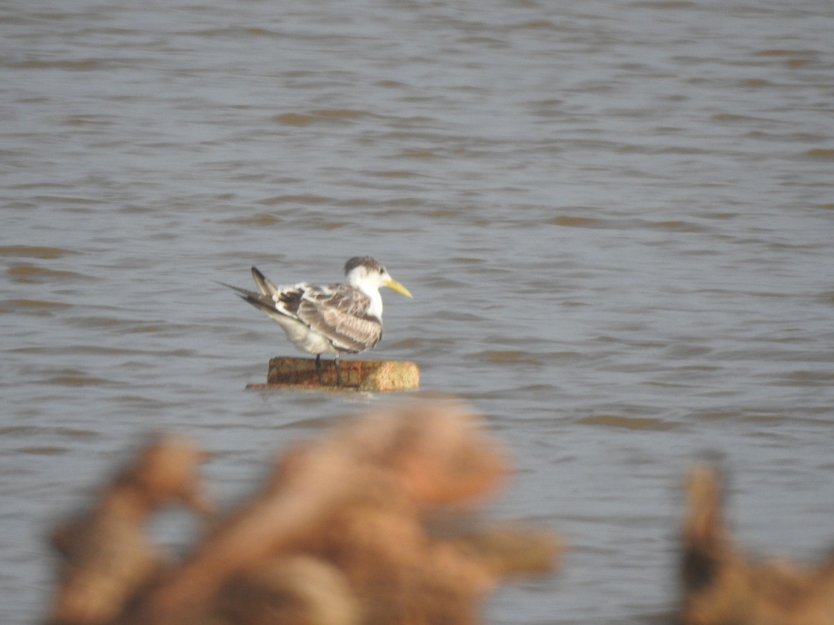 Great Crested Tern - ML611218794