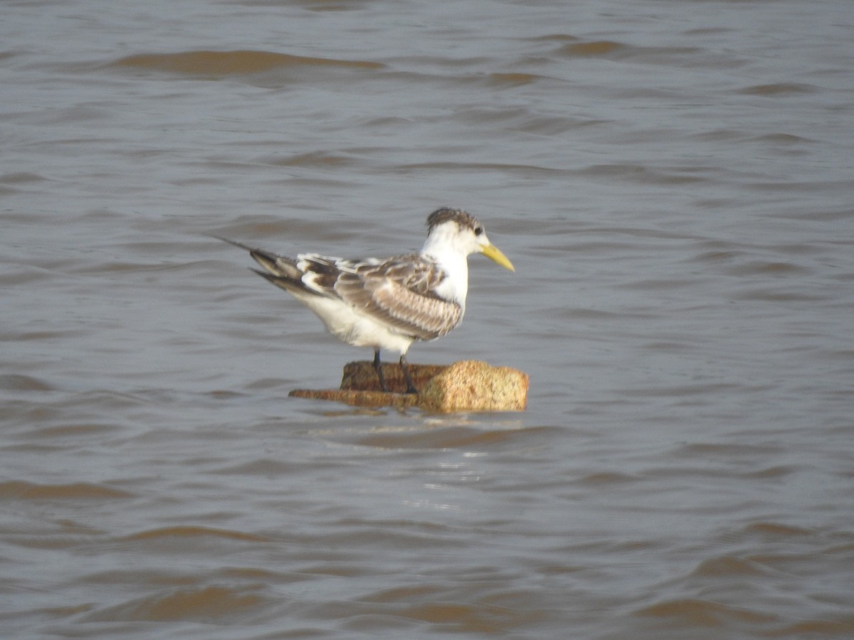 Great Crested Tern - ML611218796