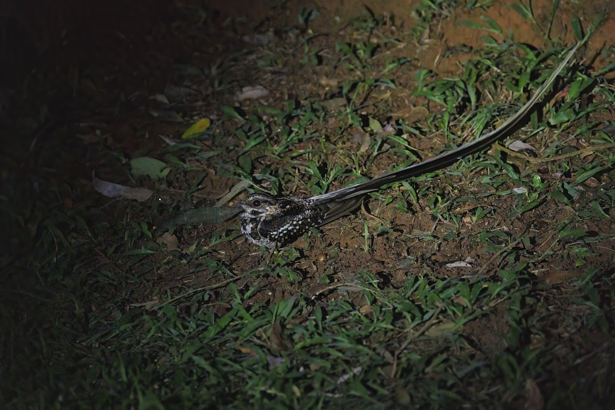 Long-trained Nightjar - ML611218846