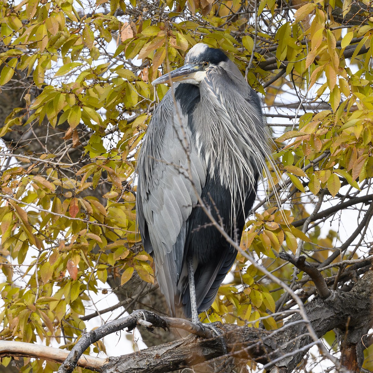 Great Blue Heron - ML611218960