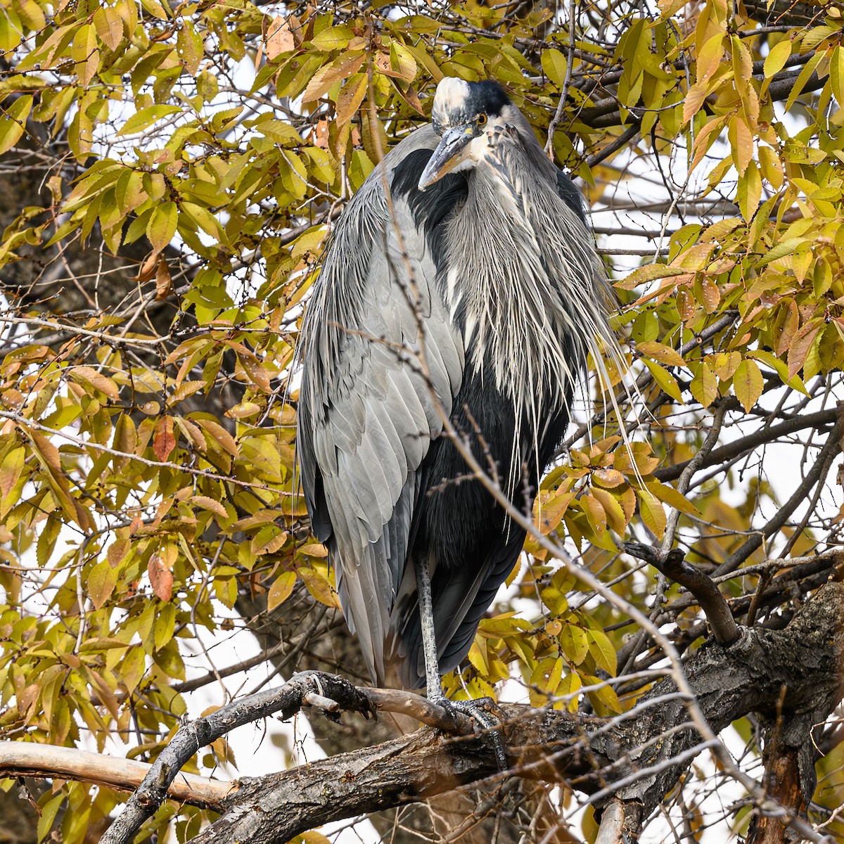 Great Blue Heron - ML611218966