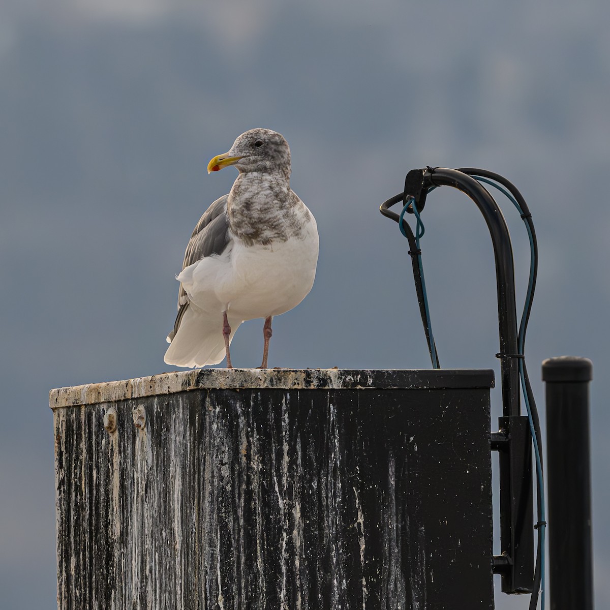 Gaviota de Bering - ML611219026