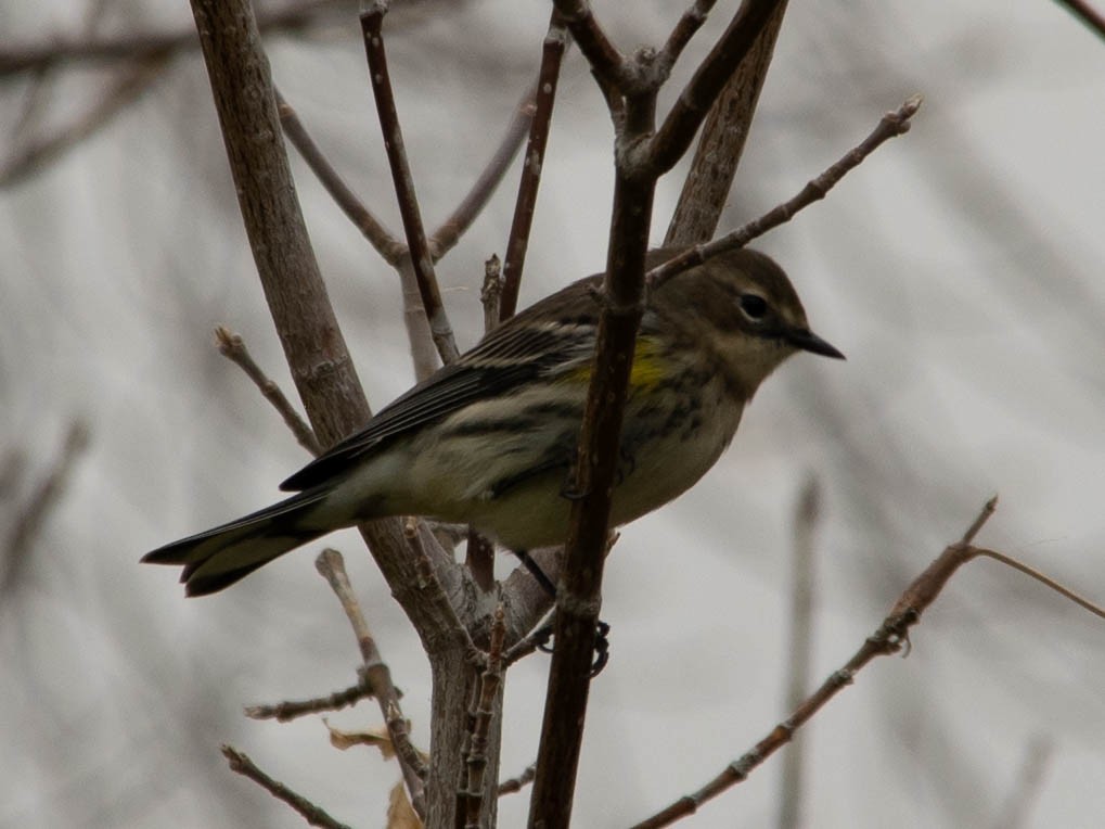 Yellow-rumped Warbler - Kathlin Simpkins