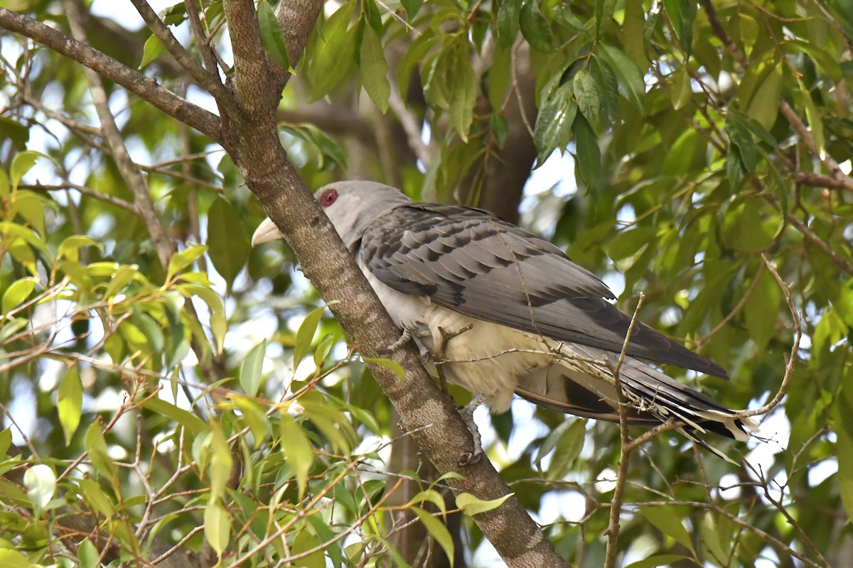 Channel-billed Cuckoo - ML611219137