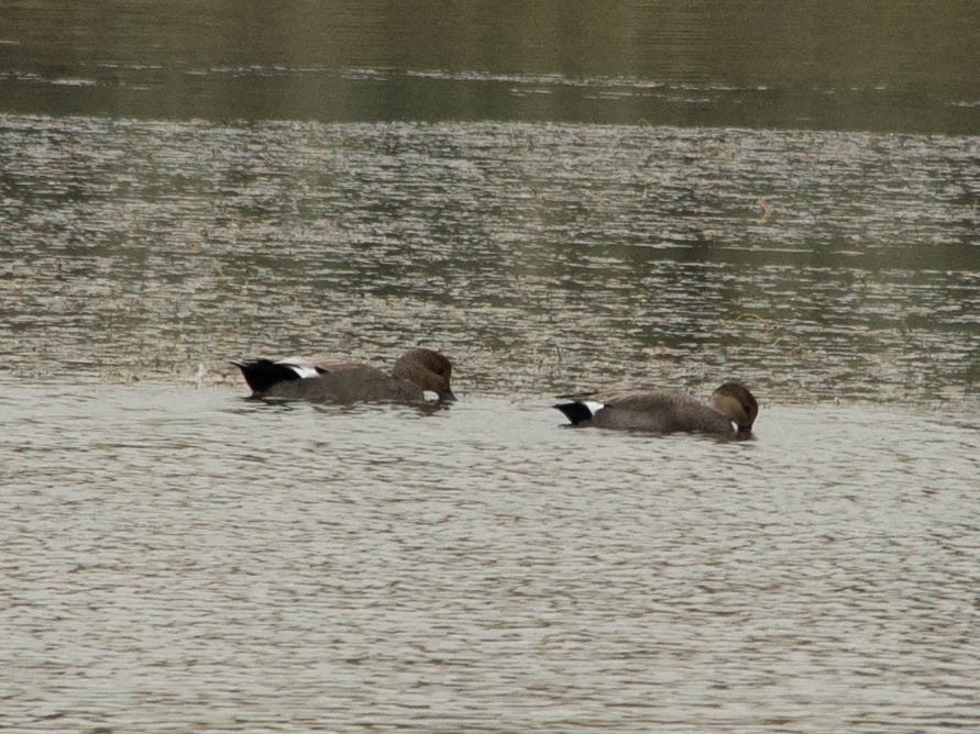 Gadwall - Kathlin Simpkins