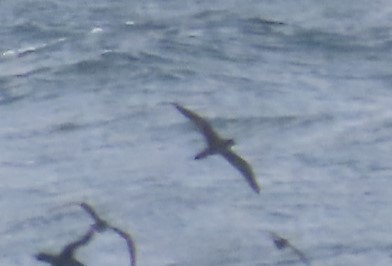 Wedge-tailed Shearwater - ML611219215