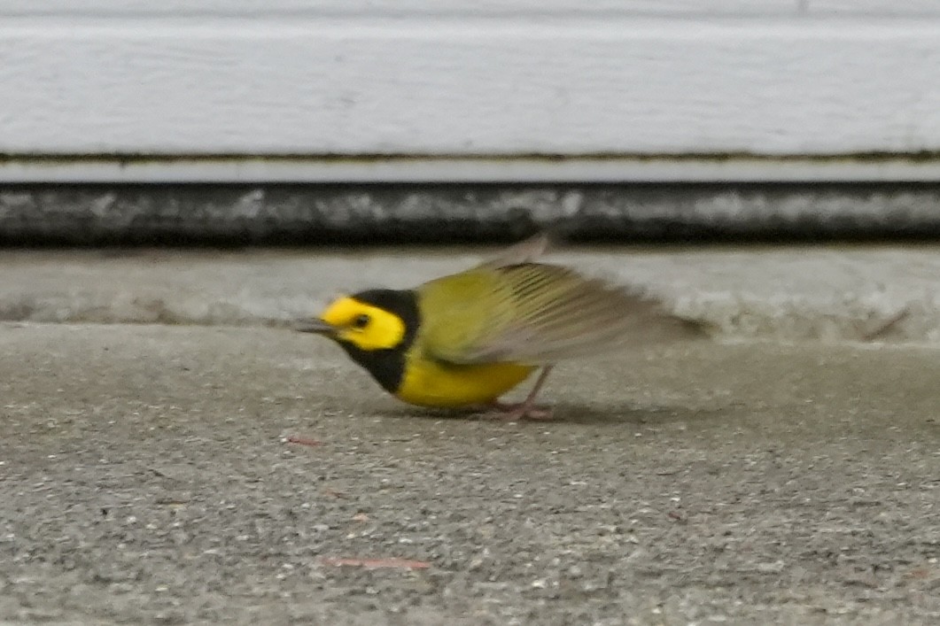 Hooded Warbler - Kevin Waggoner