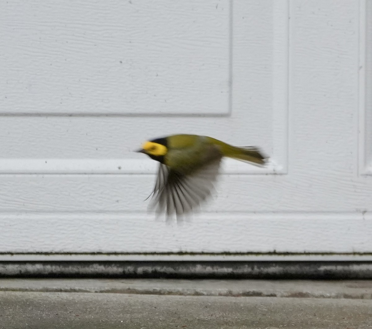 Hooded Warbler - ML611219224