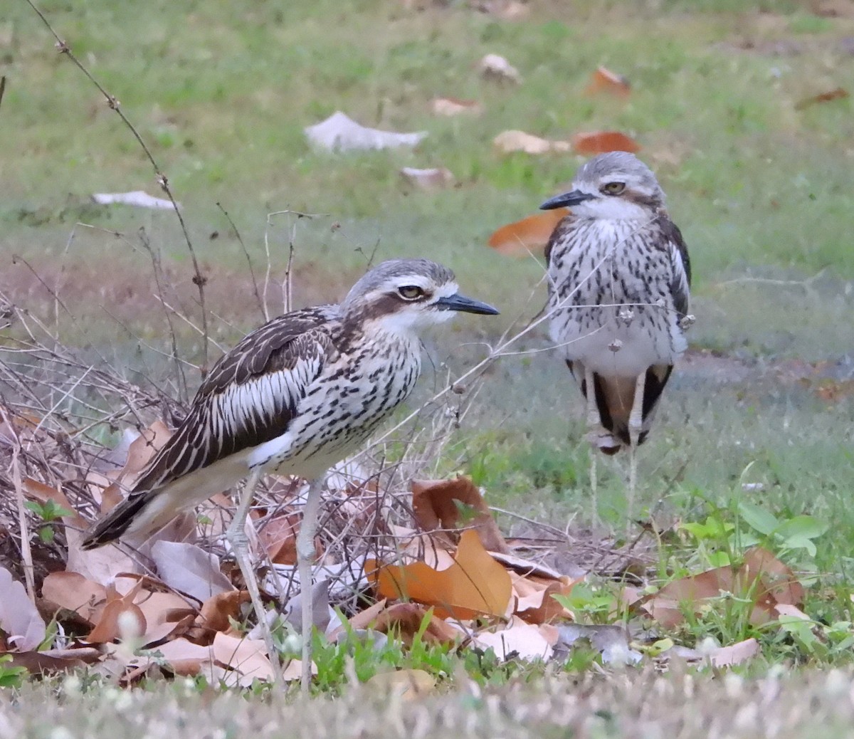 Bush Thick-knee - ML611219296