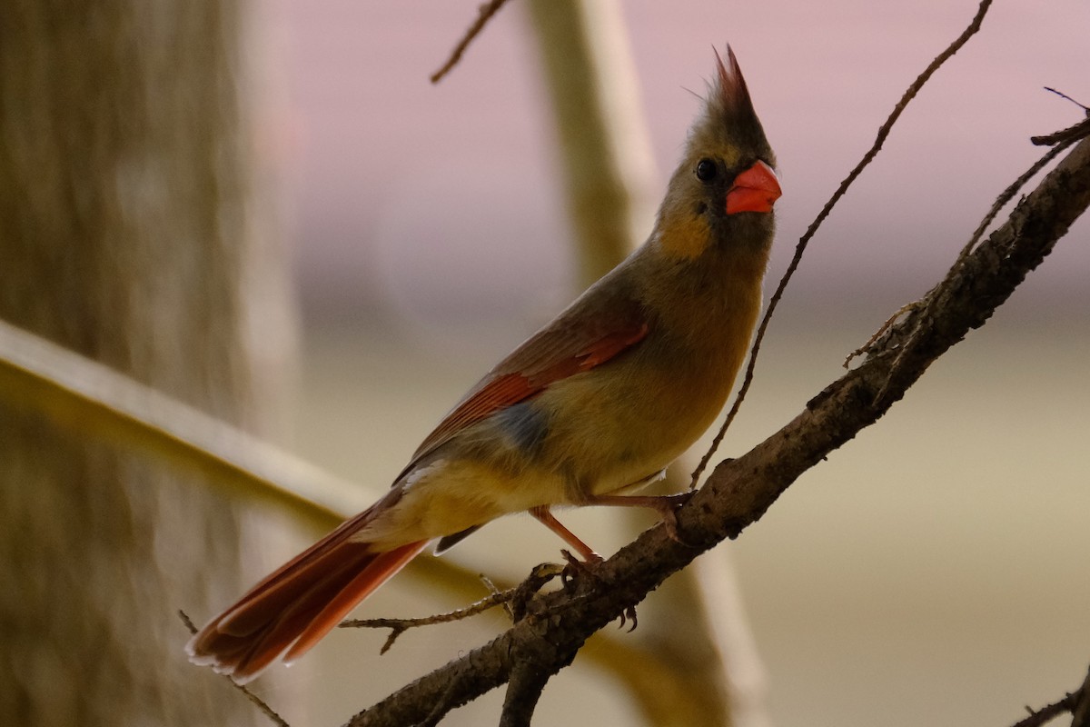 Cardinal rouge - ML611219323