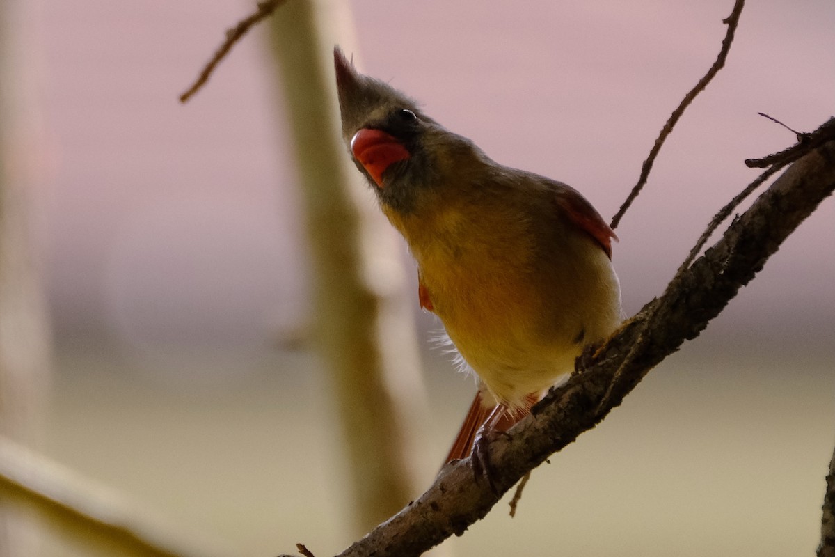 Northern Cardinal - ML611219326