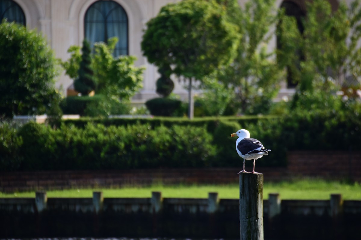 Great Black-backed Gull - Chaiby Leiman