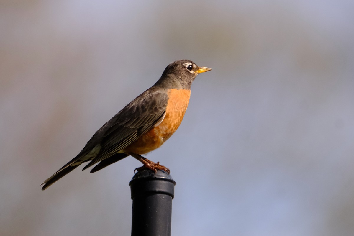 American Robin - Alexander Rabb