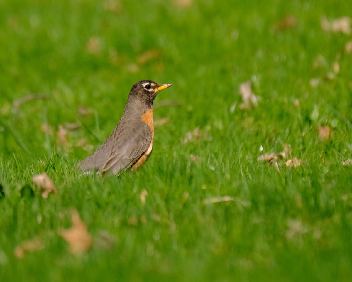 American Robin - Alexander Rabb