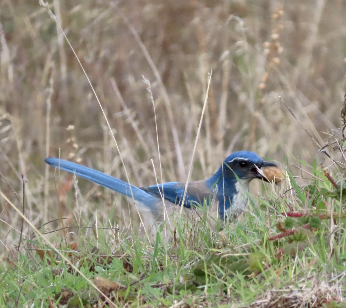 California Scrub-Jay - George Chrisman