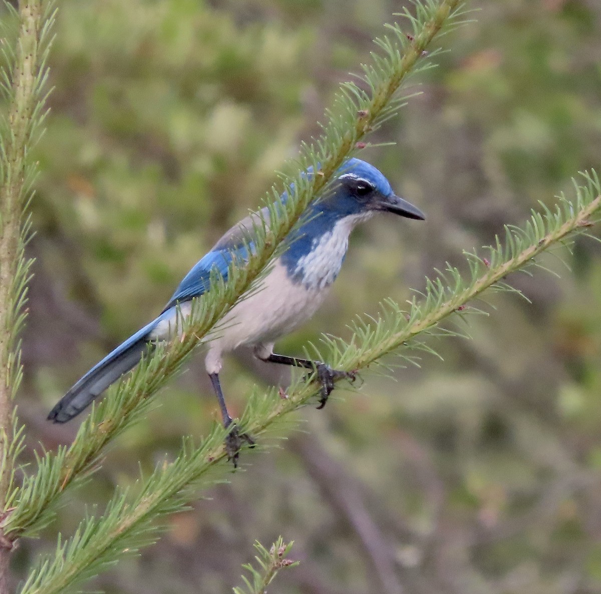 California Scrub-Jay - ML611219358