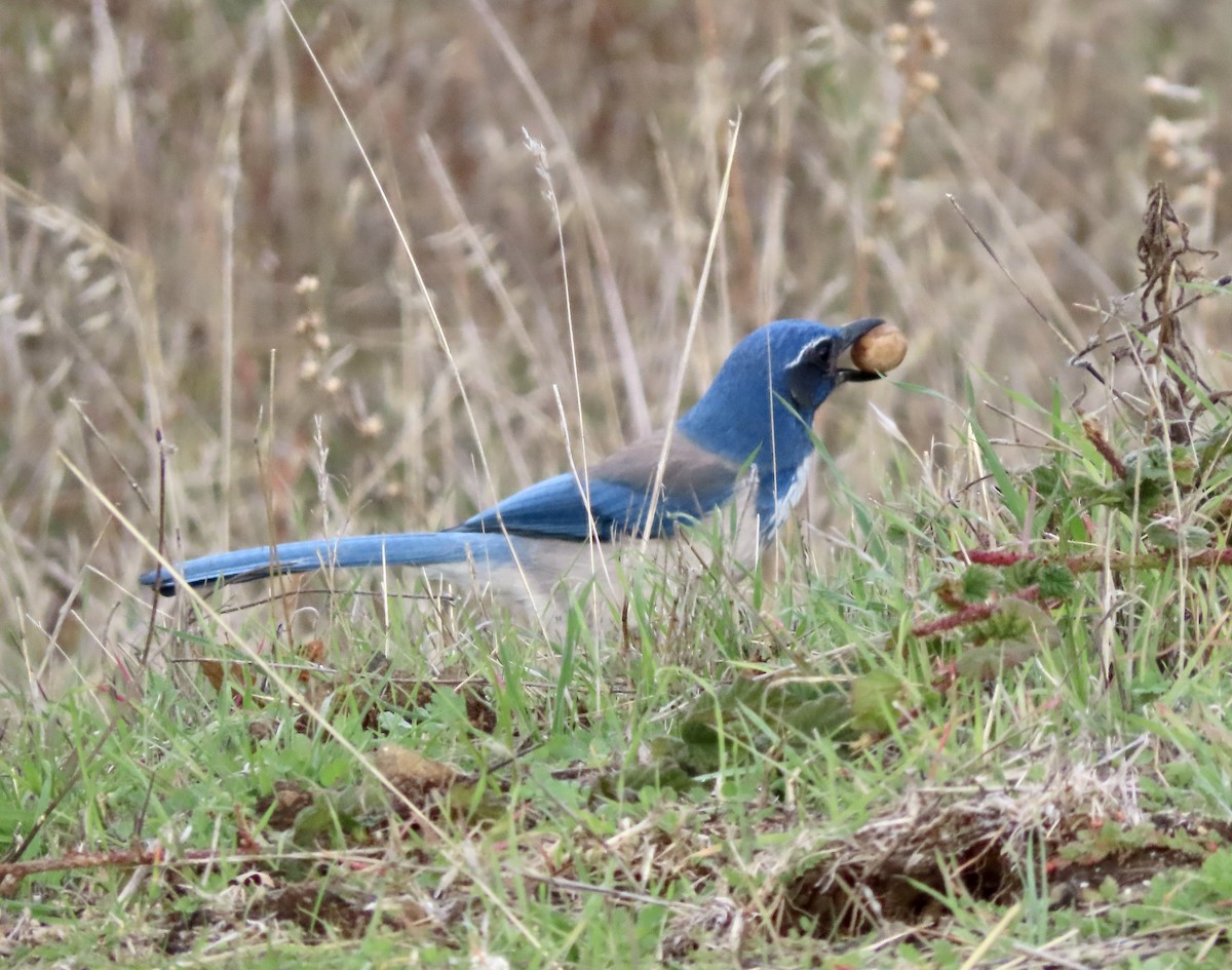 California Scrub-Jay - ML611219359