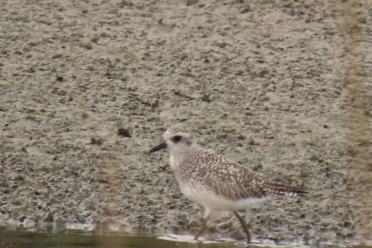 Black-bellied Plover - ML611219549