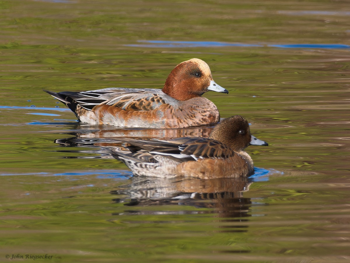 Eurasian Wigeon - ML611219554