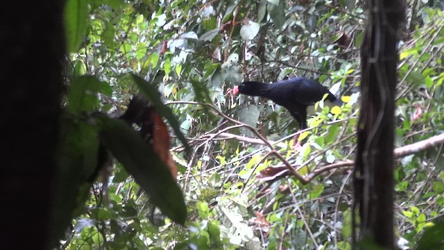 Salvin's Curassow - ML611219587