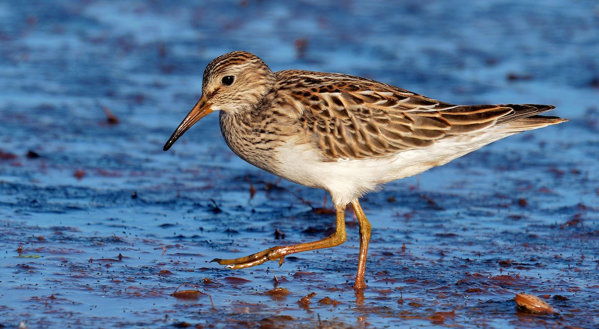 Graubrust-Strandläufer - ML611219634