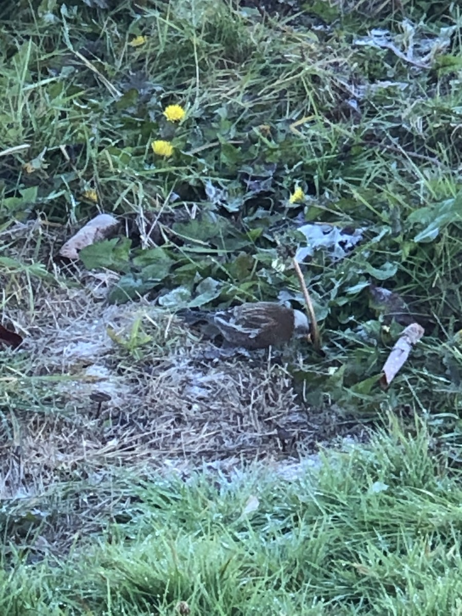 Gray-crowned Rosy-Finch (Hepburn's) - ML611219649
