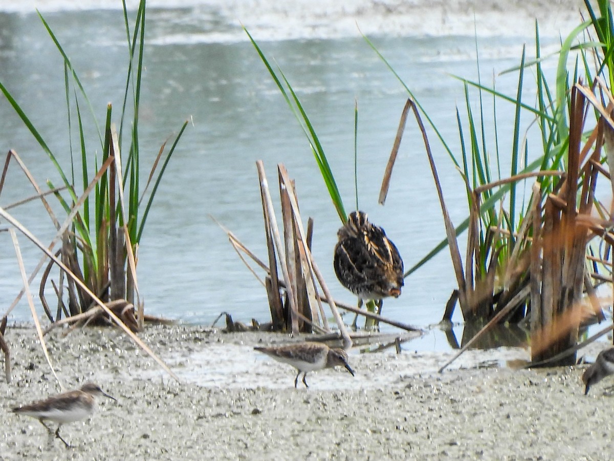 Wilson's Snipe - Susan Brauning