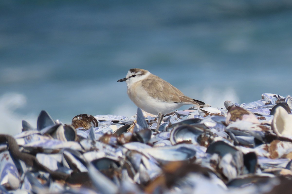 White-fronted Plover - Shane Dollman