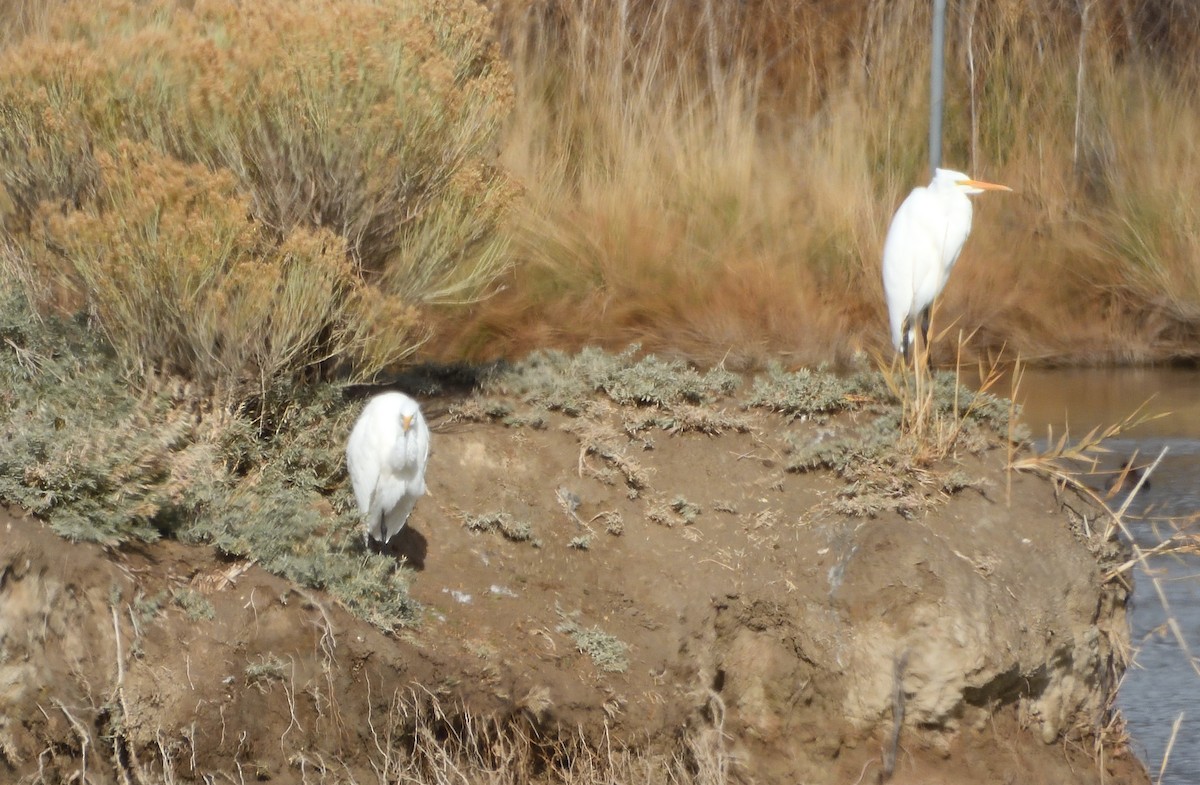 Great Egret - ML611219927