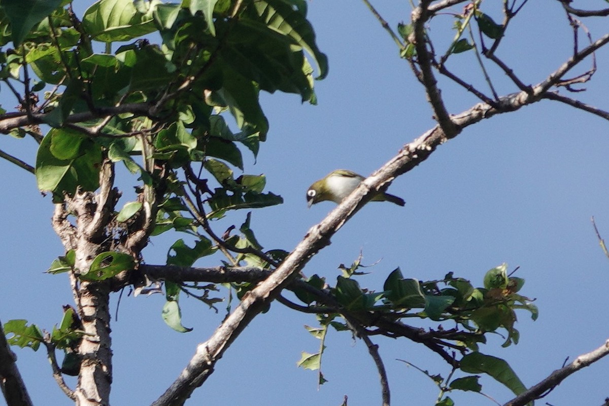 Seram White-eye - ML611219998