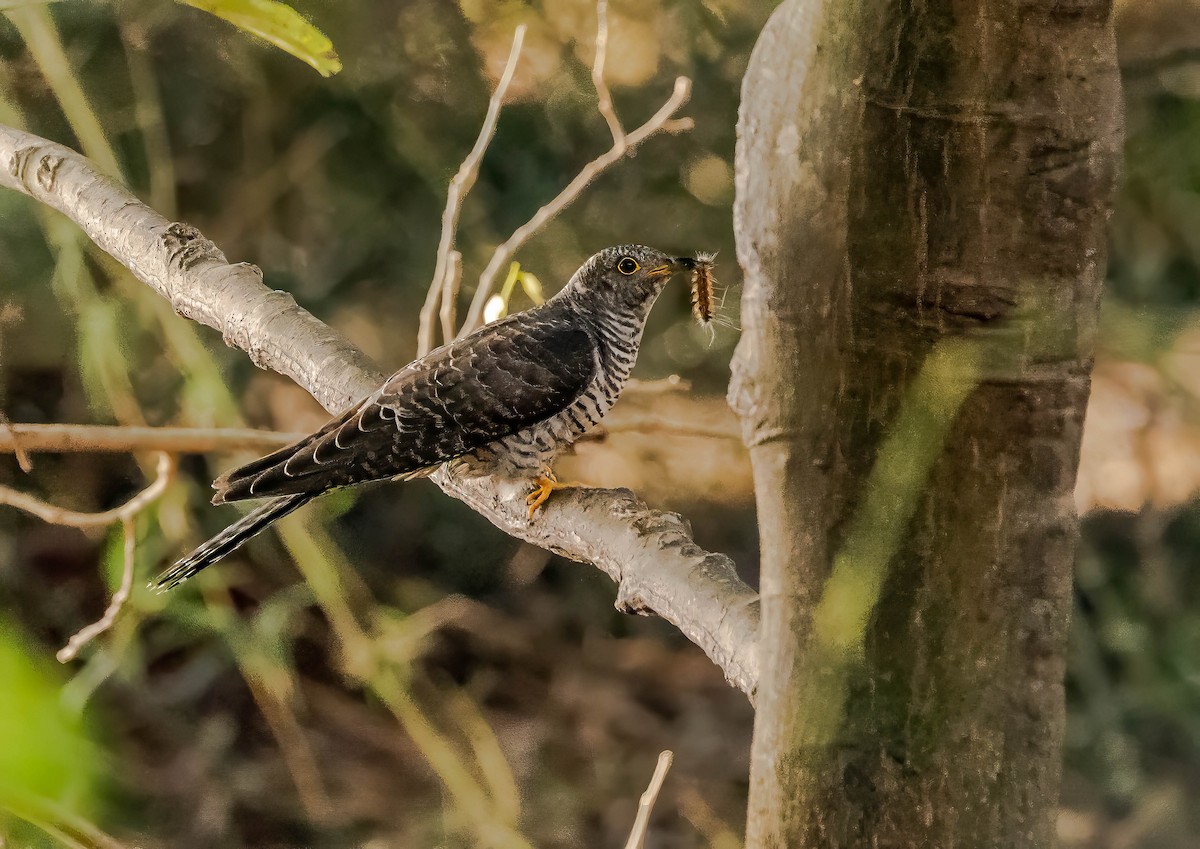 Common Cuckoo - ML611220166