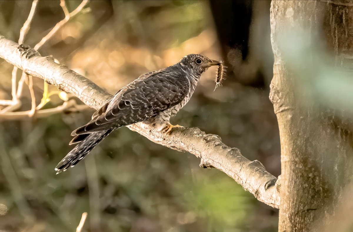 Common Cuckoo - ML611220174