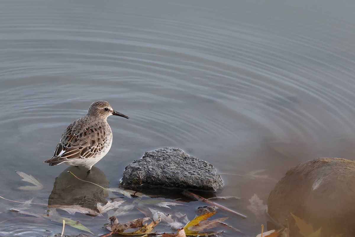 White-rumped Sandpiper - ML611220288