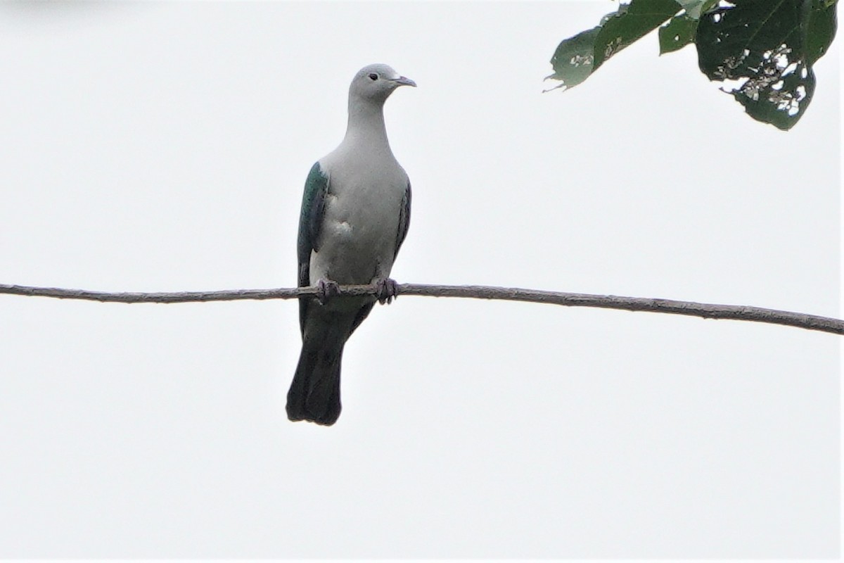 Seram Imperial-Pigeon - ML611220319